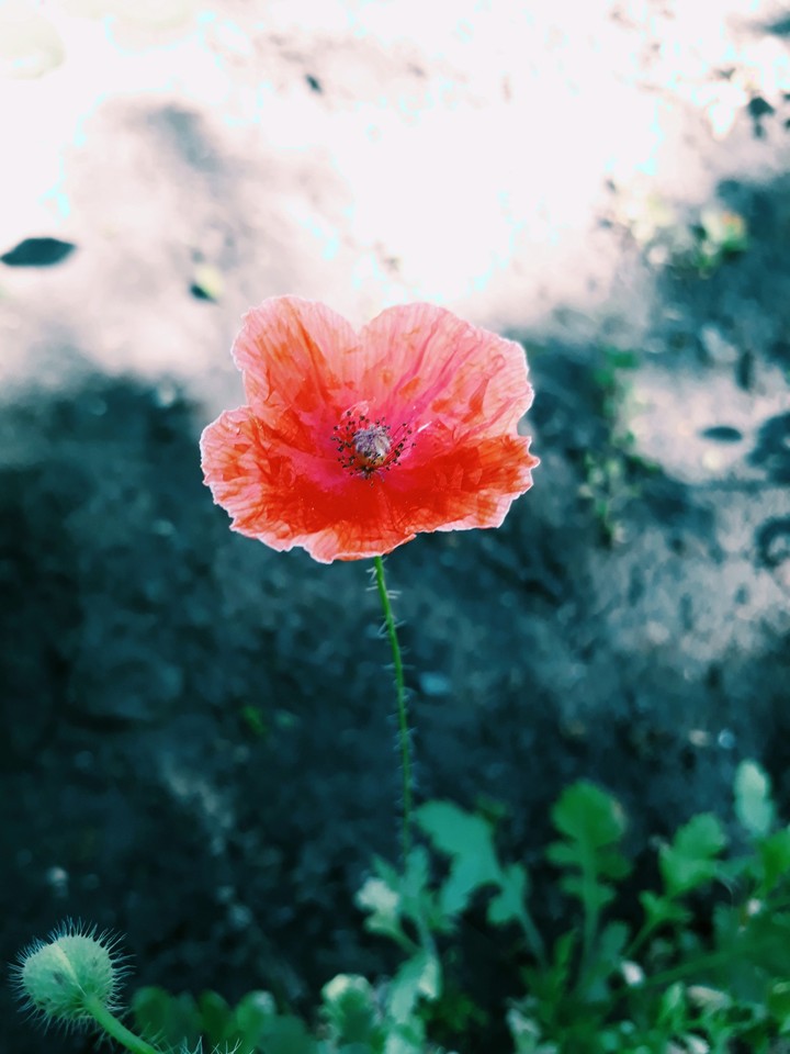 Poppy
