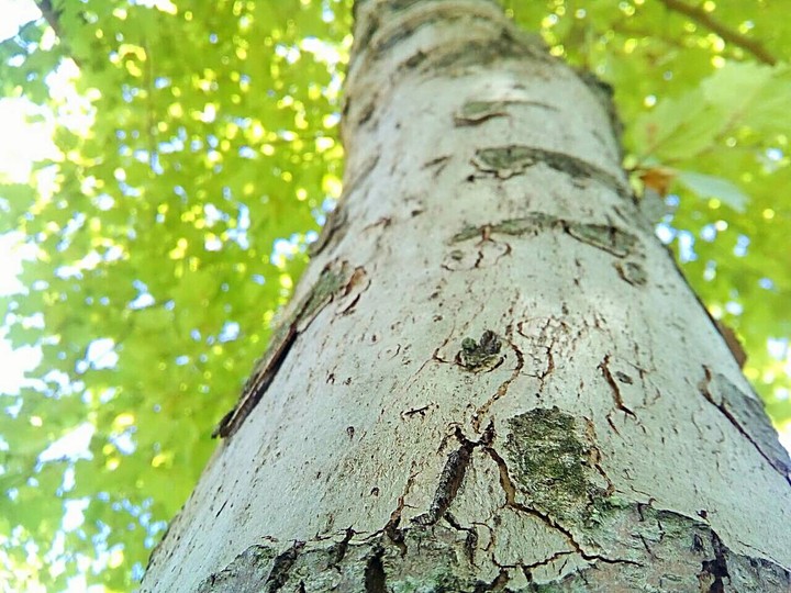 The tree