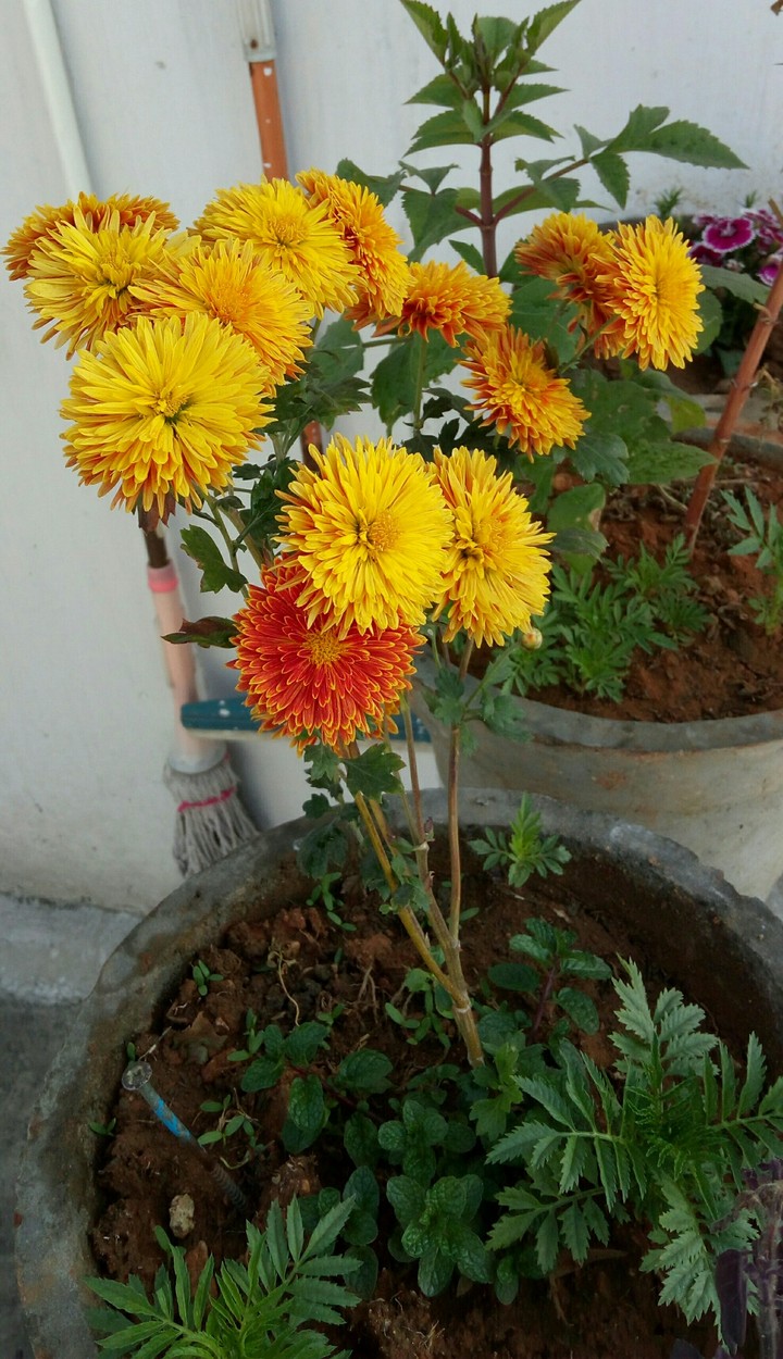 flowers