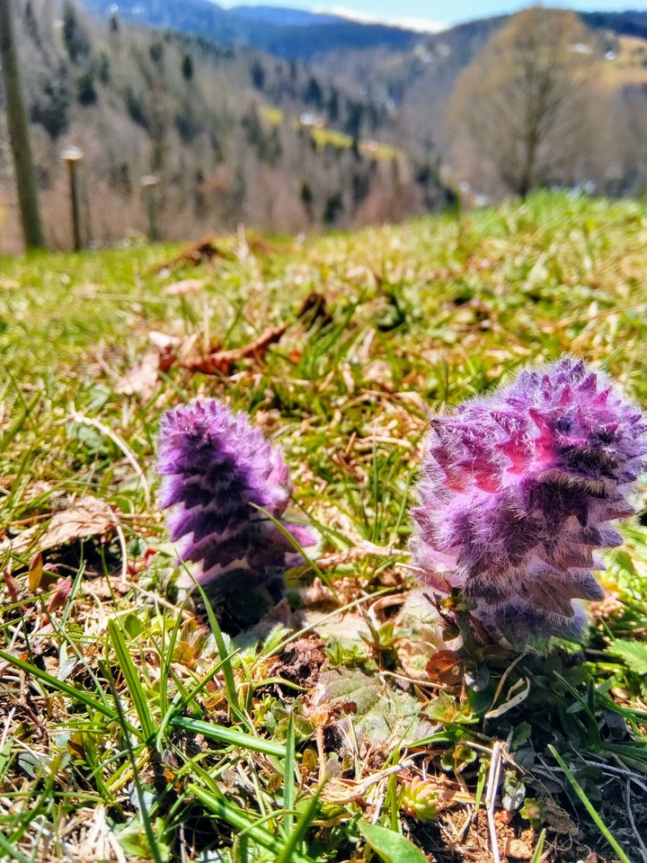 purple (mor)