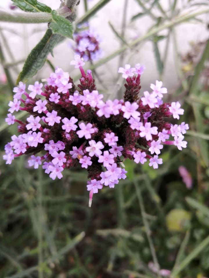 Blumen