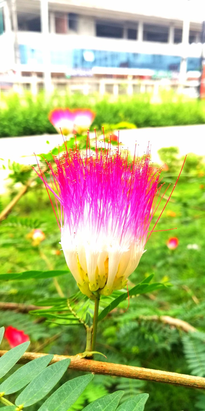 flowery