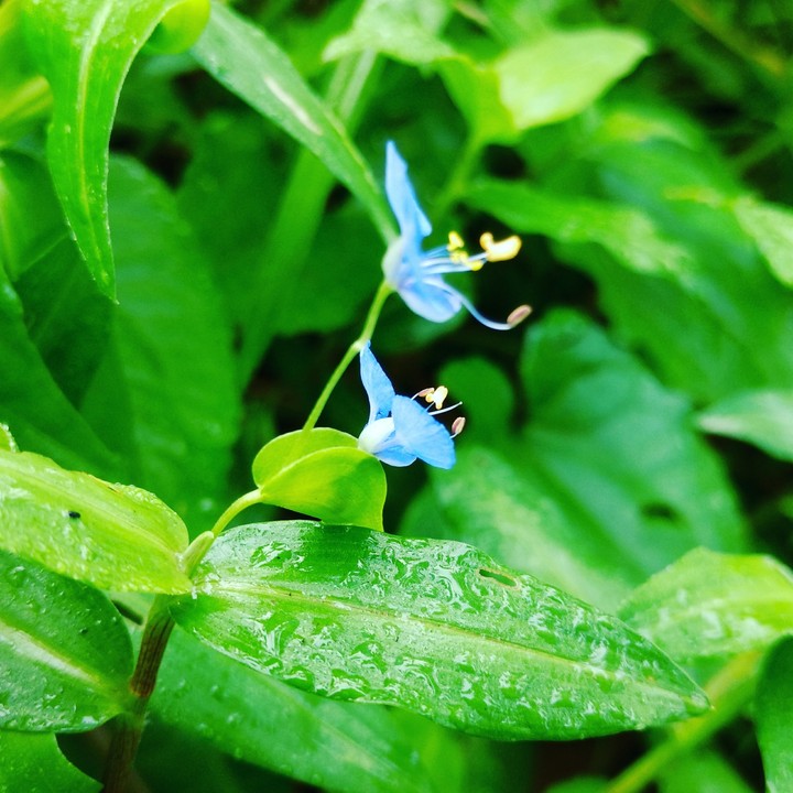 green leaves
