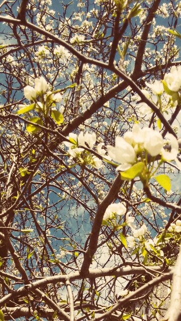 spring