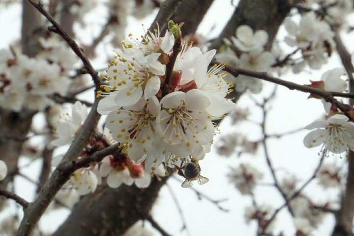 Spring