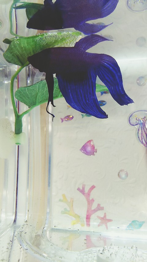 betta aquarium