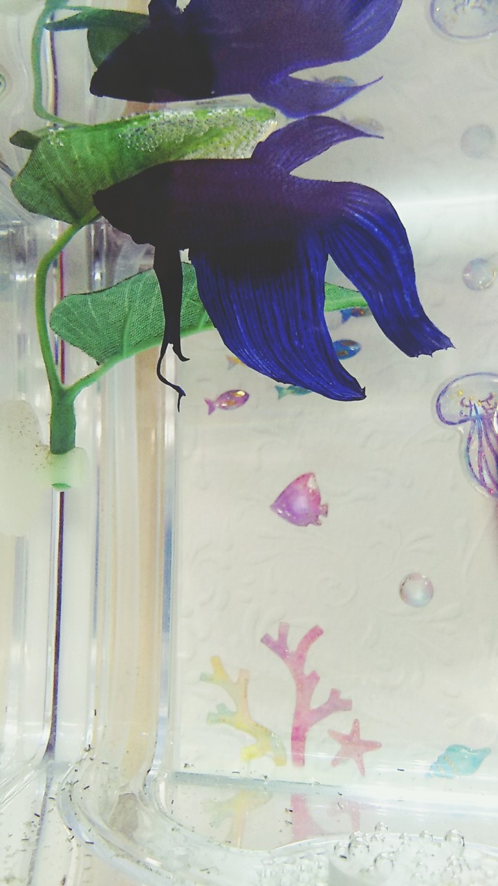 betta aquarium