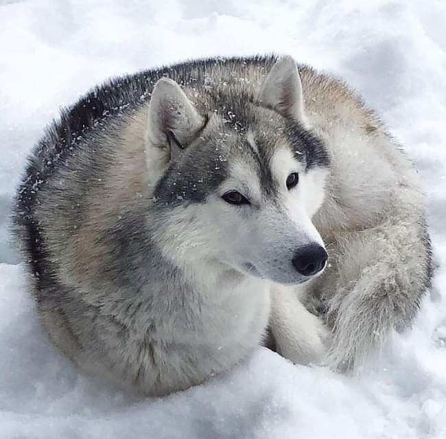 A cute Wolf