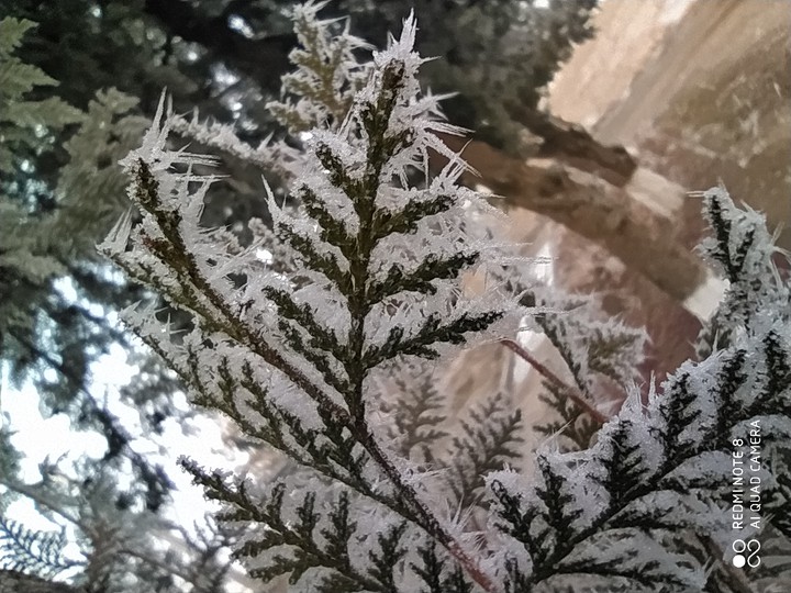 freezing