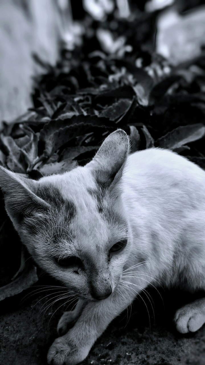 cat