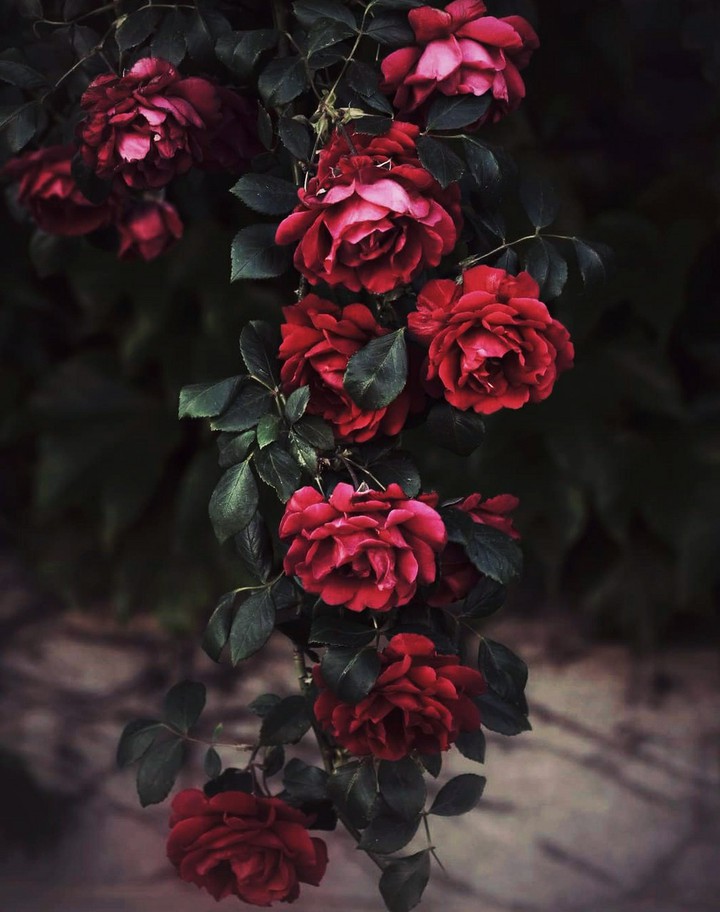 roses