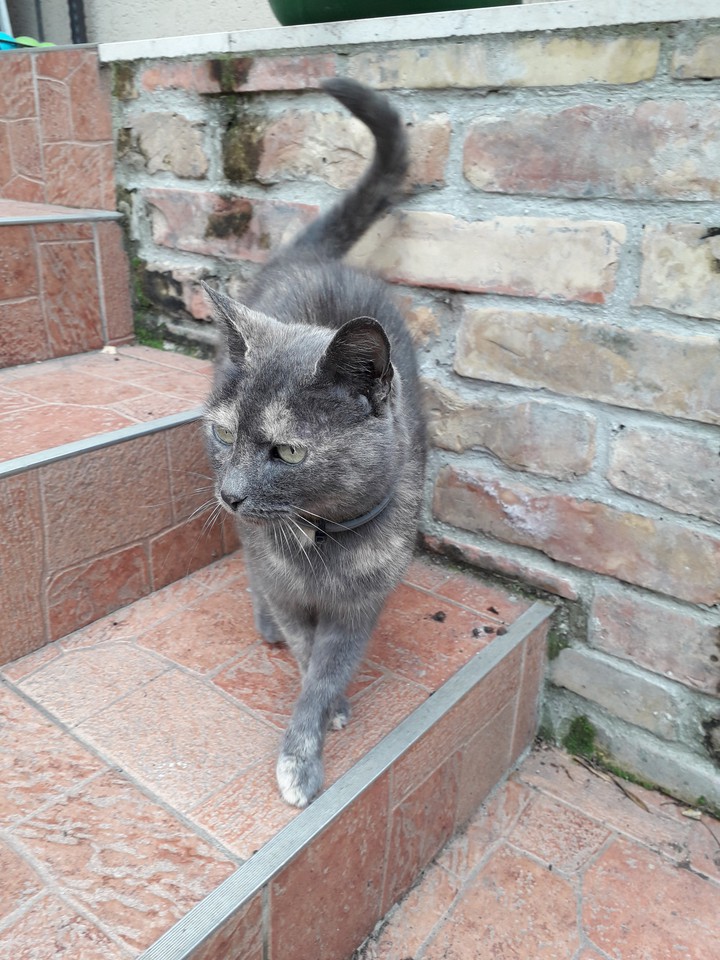 Nagyszisz