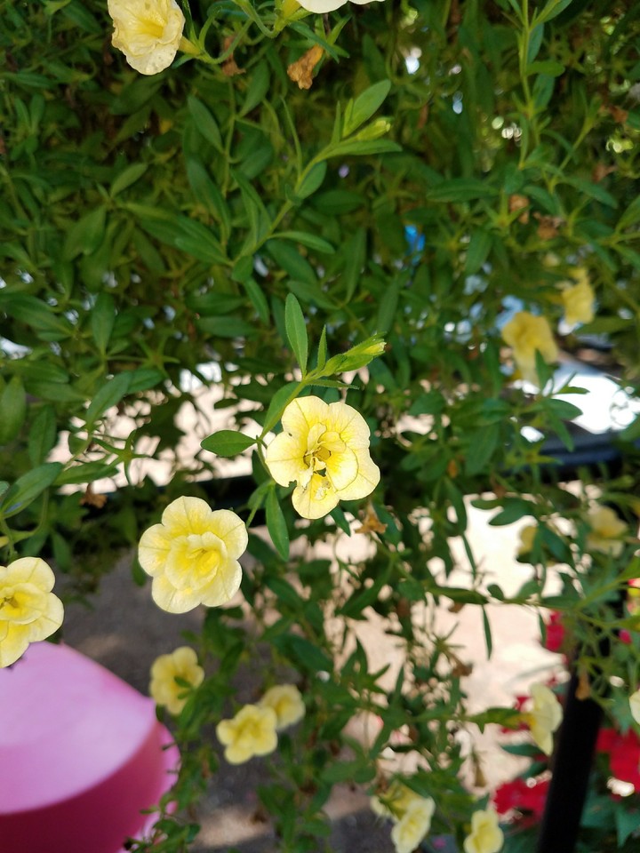 flower