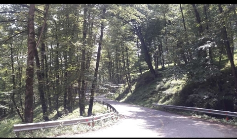 sfondi biome, forest
