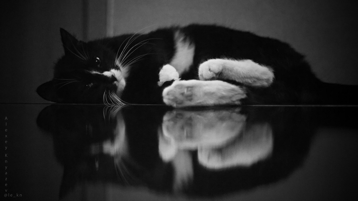 vasya the cat