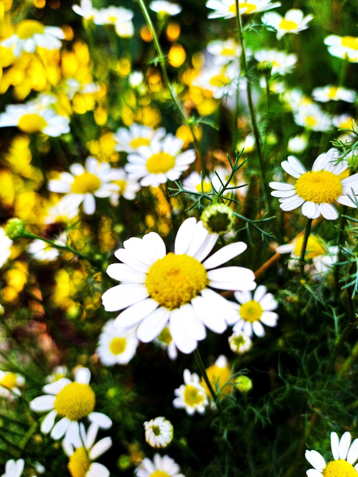 camomile
