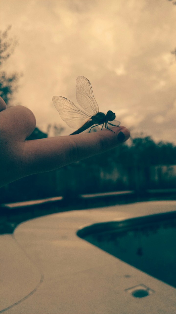 Tiny dragonfly
