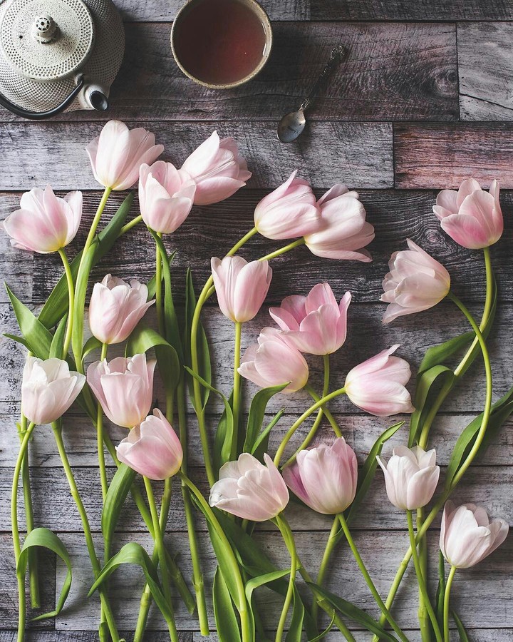 Tulips ❤