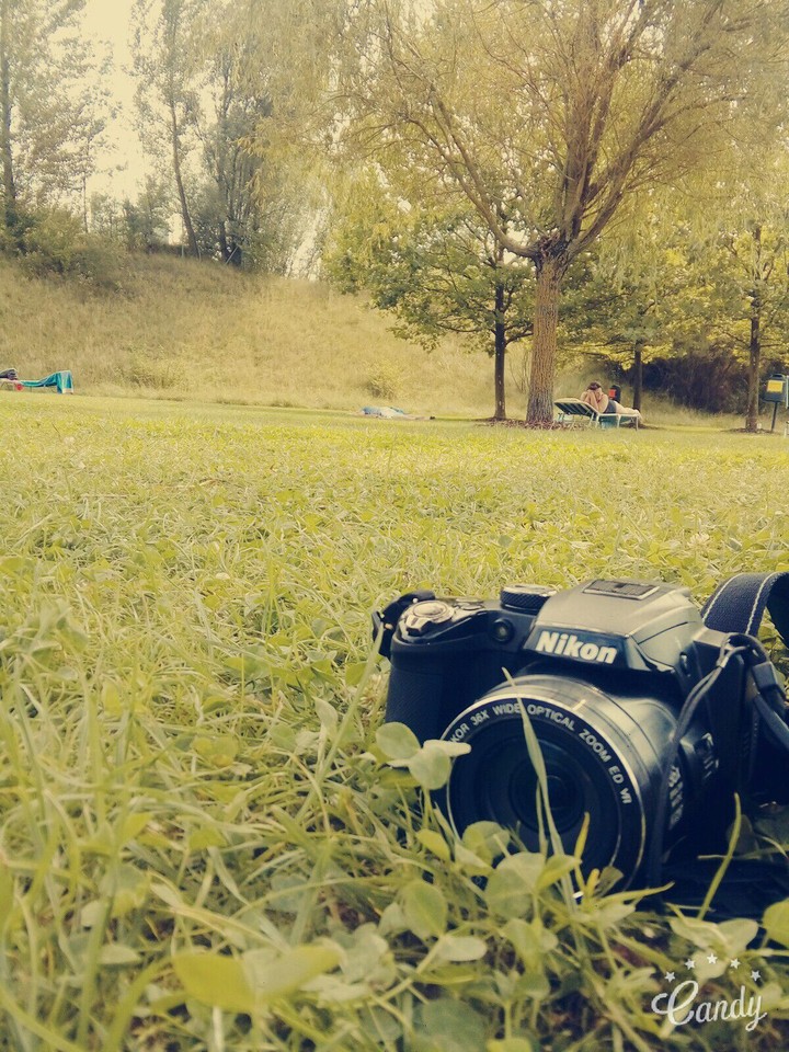 Photo in the nature
