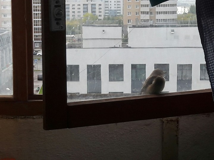 гость