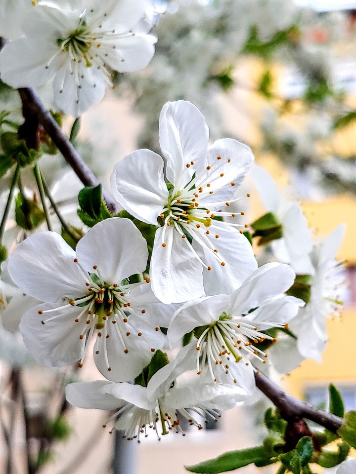 April flowers