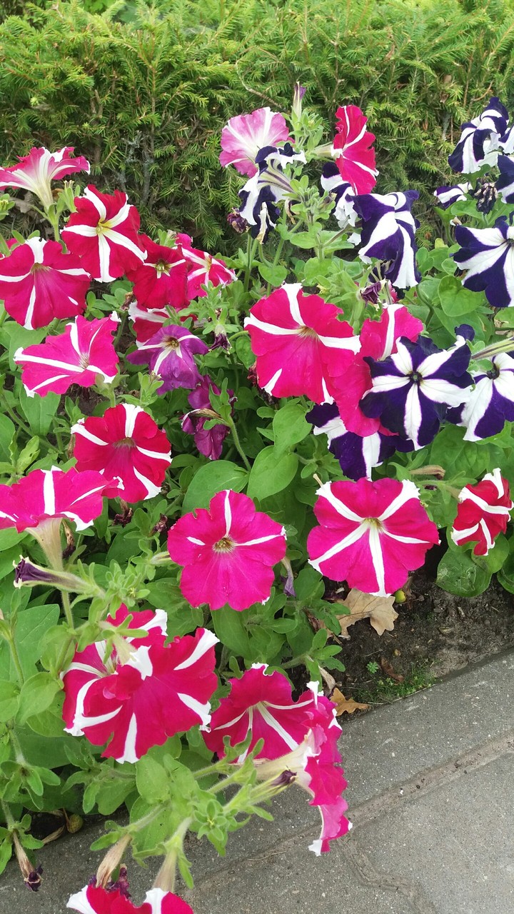 Petunia