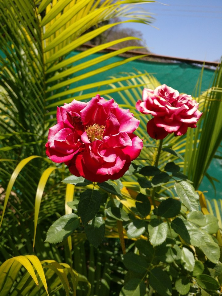 Rose Blossoms