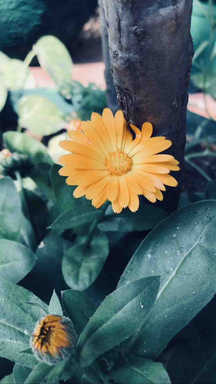 beauty