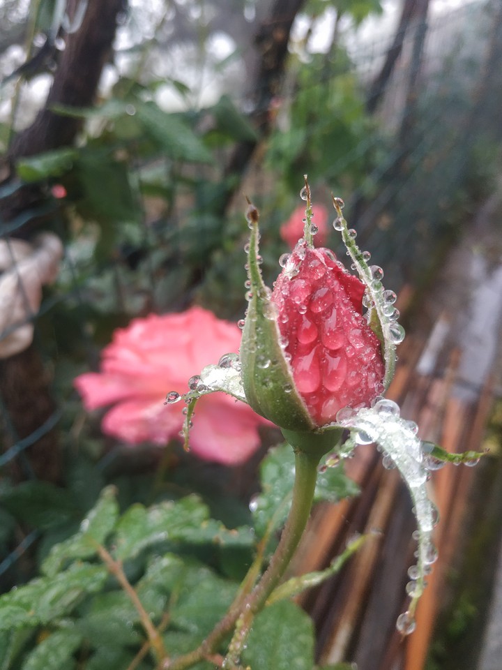 rain