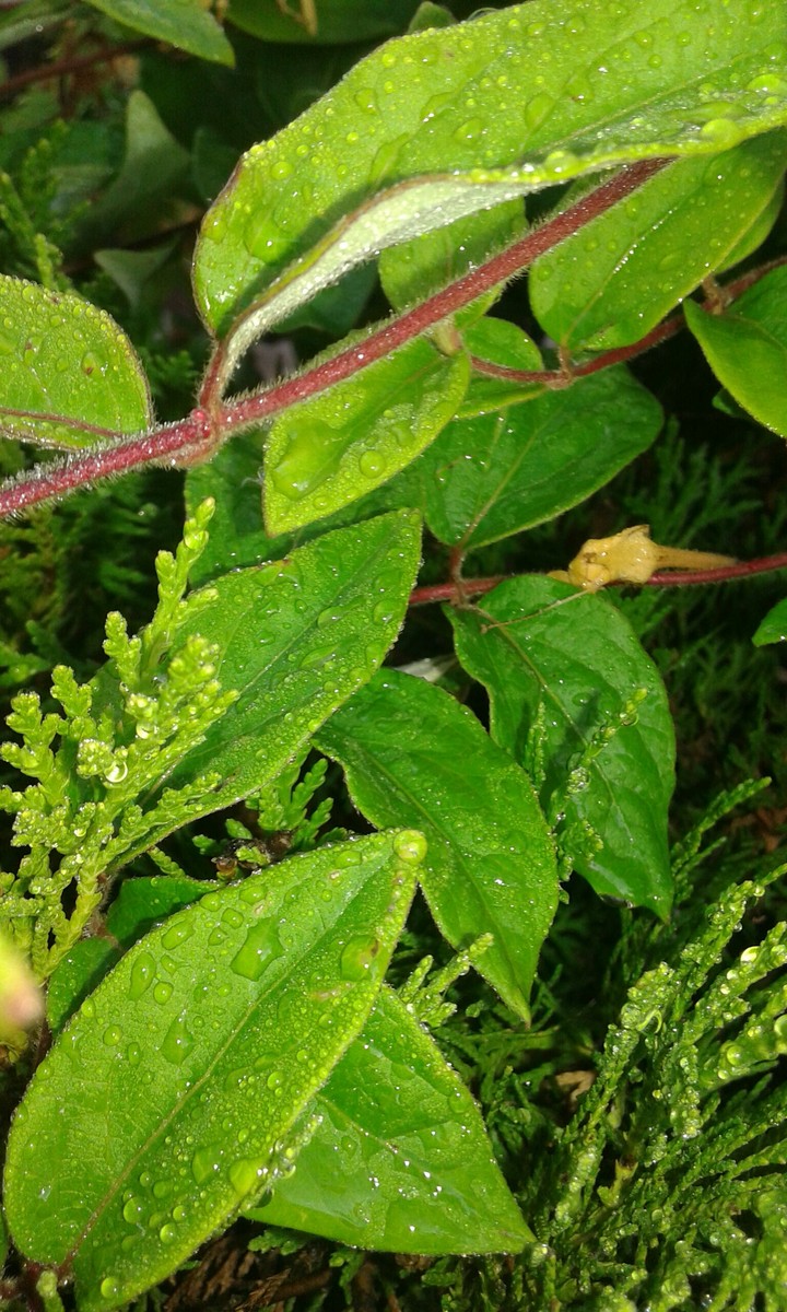 Nature Photo