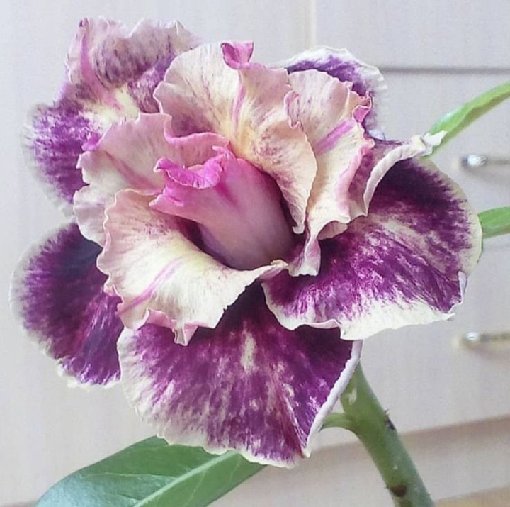 Purple & white flower.