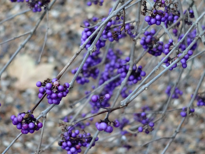 visit of winter