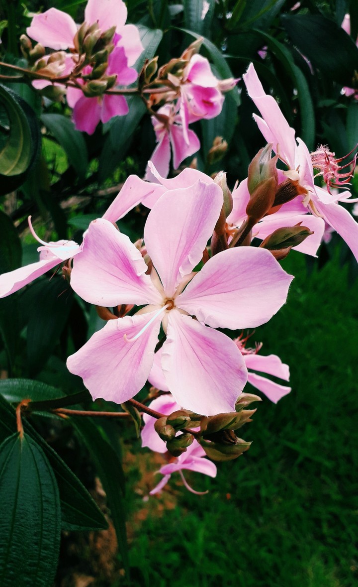 Rosas Claras