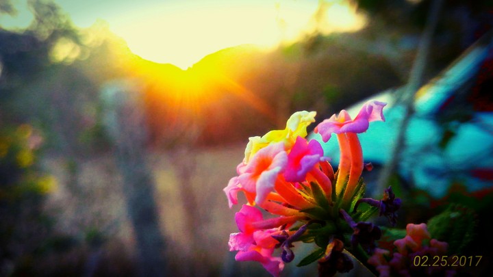 Evng flowers