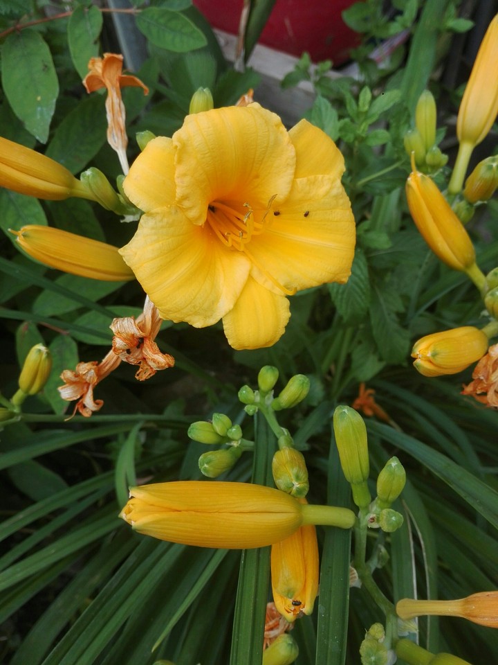 Liliom
