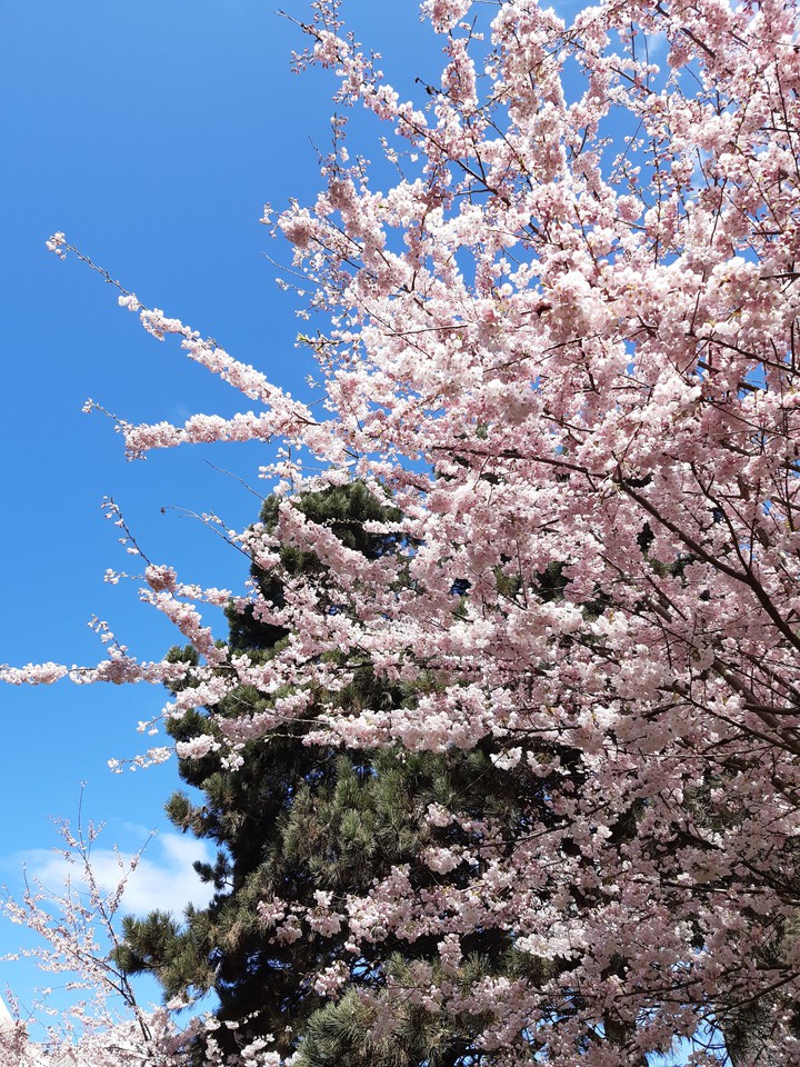 cherryblossom