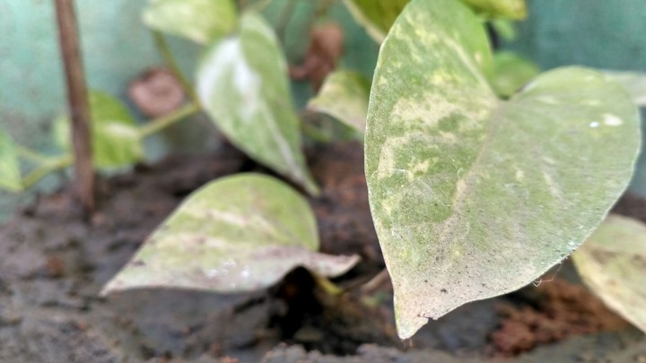 Money plant