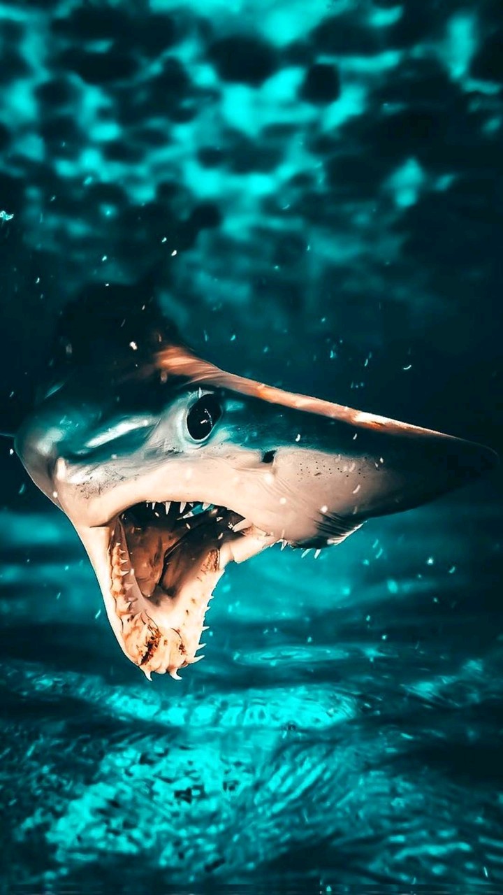 best wallpaper