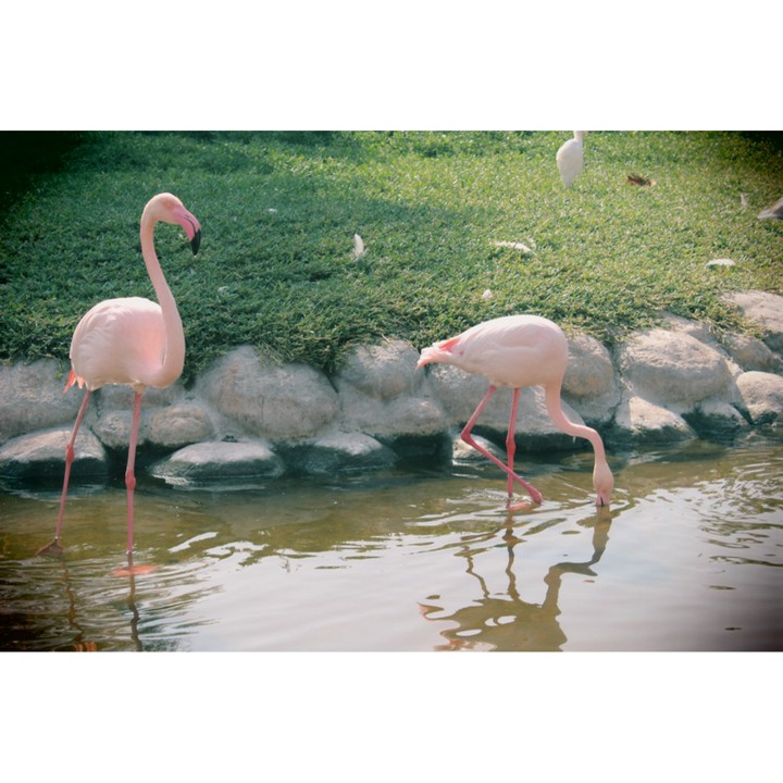 flamingo