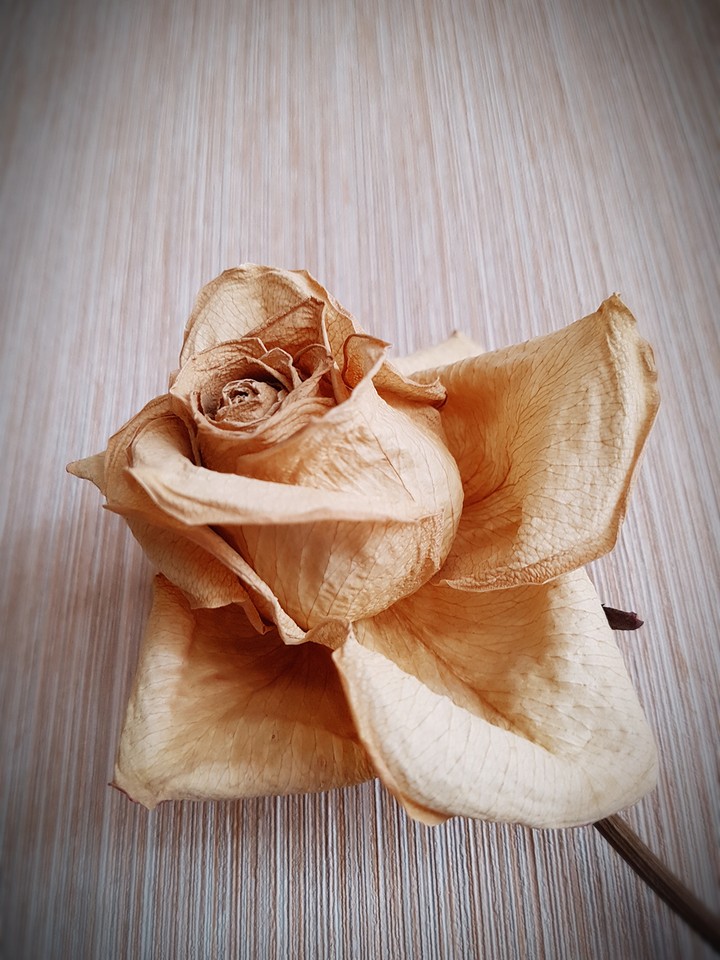 dead rose