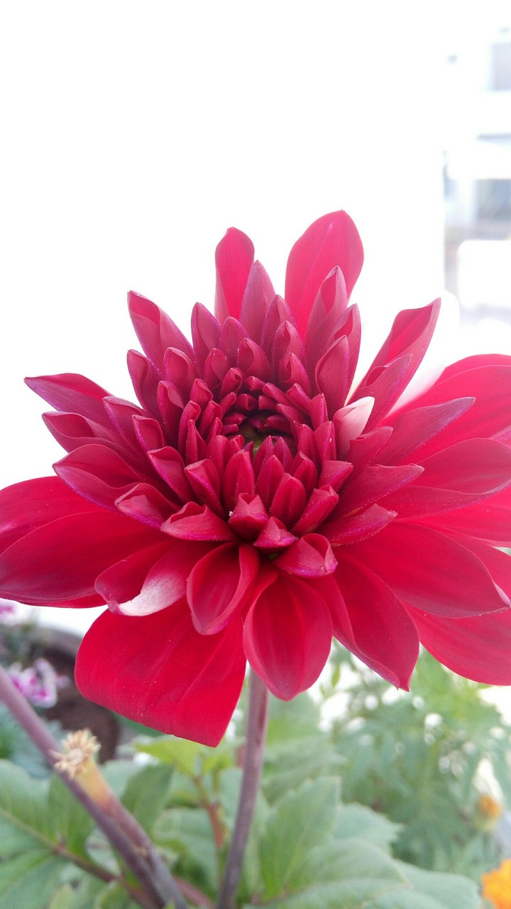 red flower