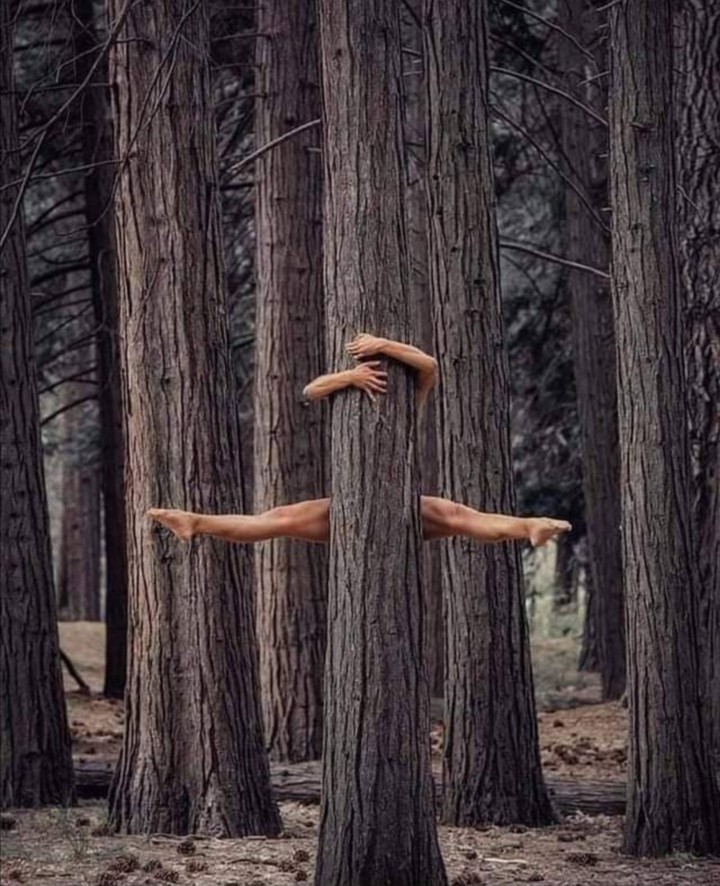 tree