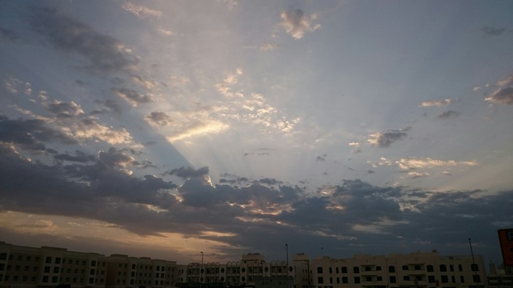 Morning Glory
