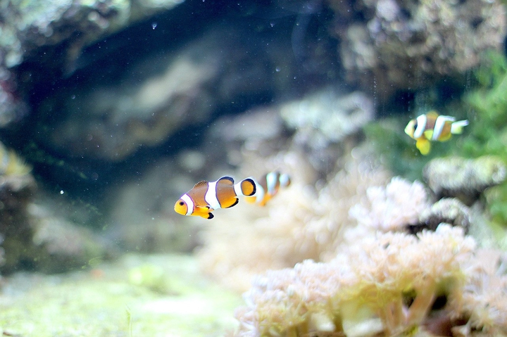 Clownfish