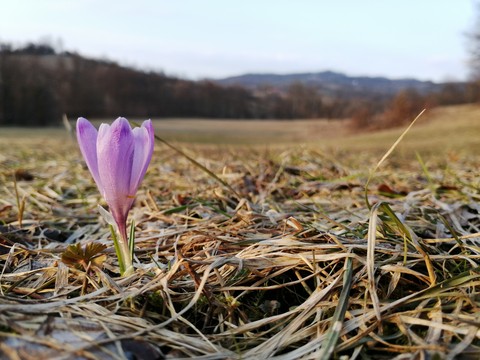PurpleBeauty