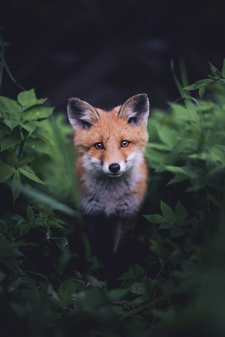 Fox