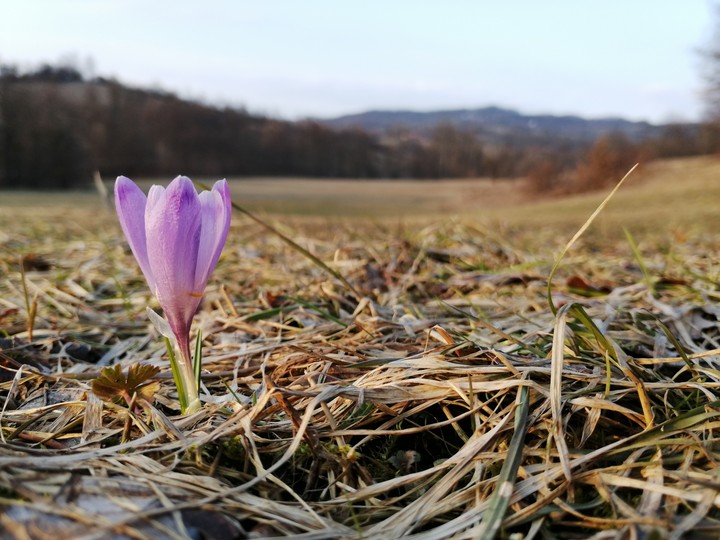 PurpleBeauty