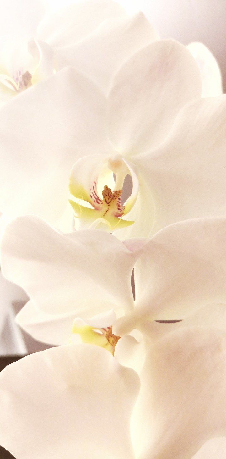 White_orchid