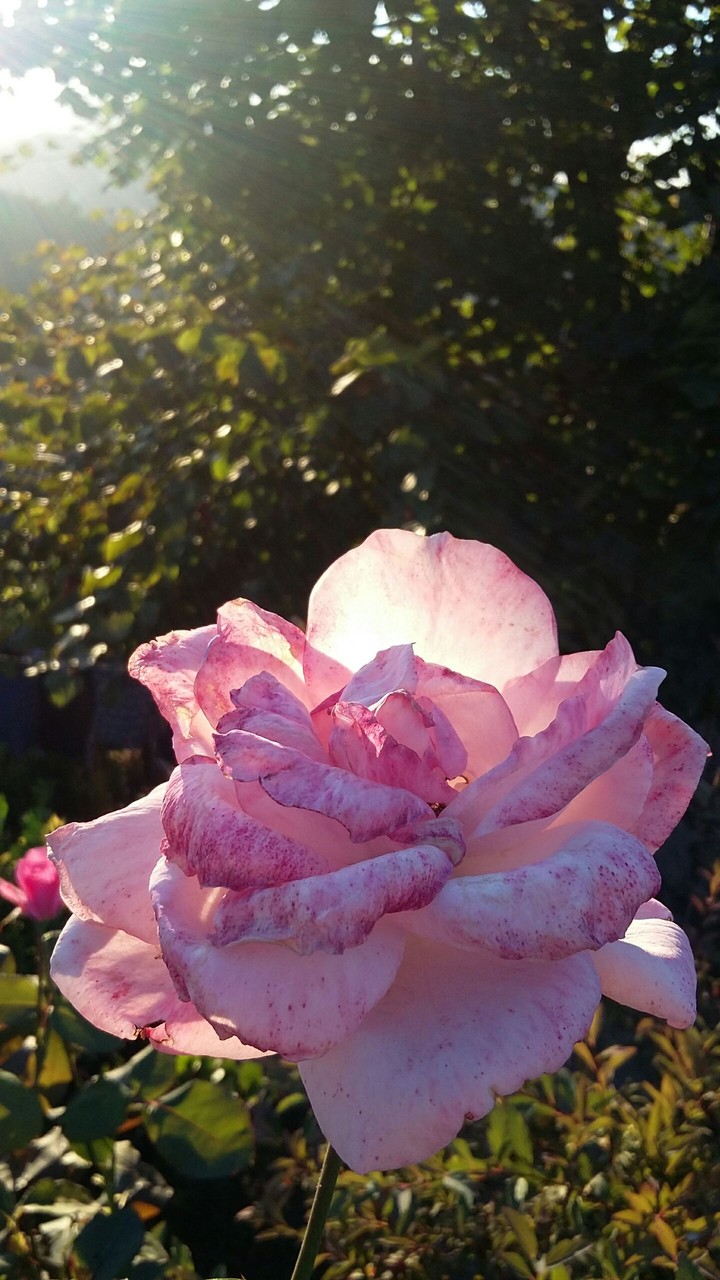 Pink flower