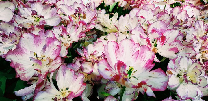 tulpe